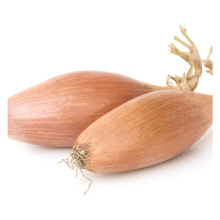 2021 New Season Fresh Vegetable Exporter With International Certifications Small Onion Shallot